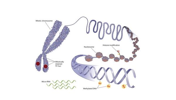 IB生物考點(diǎn)指導(dǎo)：遺傳定律概率怎么計(jì)算？