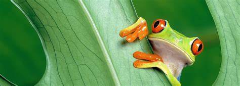 ib生物考試內(nèi)容解析，如何考核？